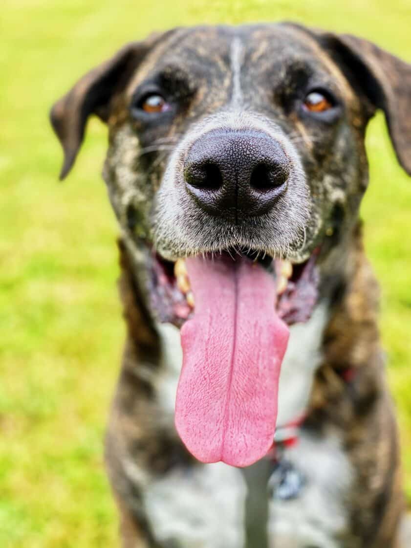 Dog's tongue