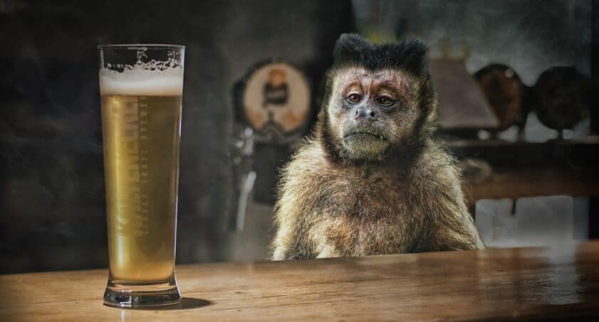 Ape drinking beer